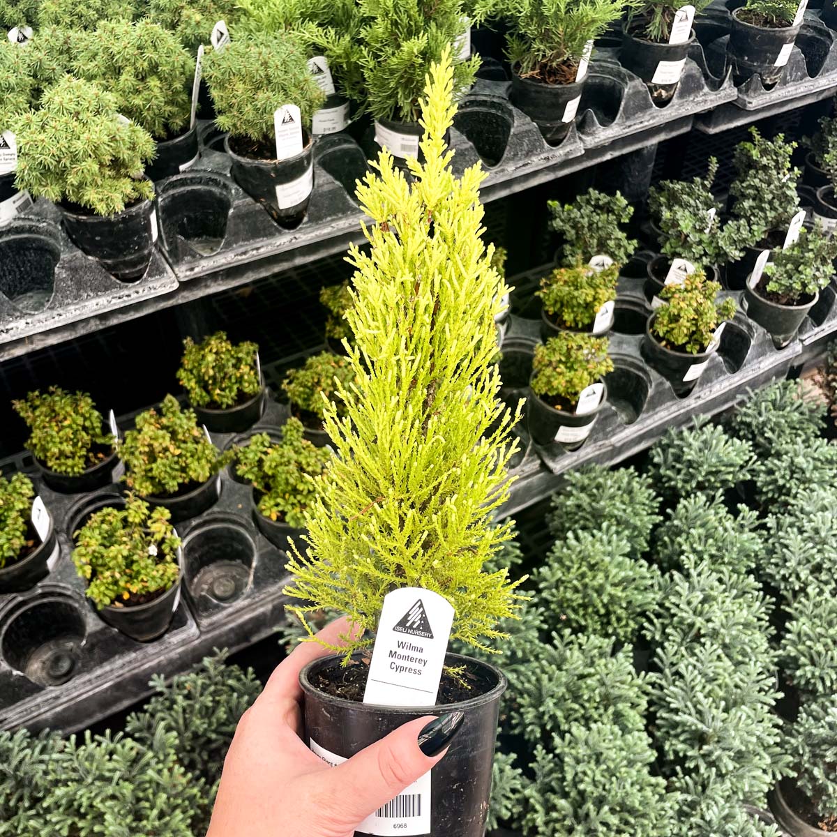 Al Profumo Di Limone Monterey Cipresso Cupressus Macrocarpa Goldcrest Pianta In Vaso 10883025 - Foto 2