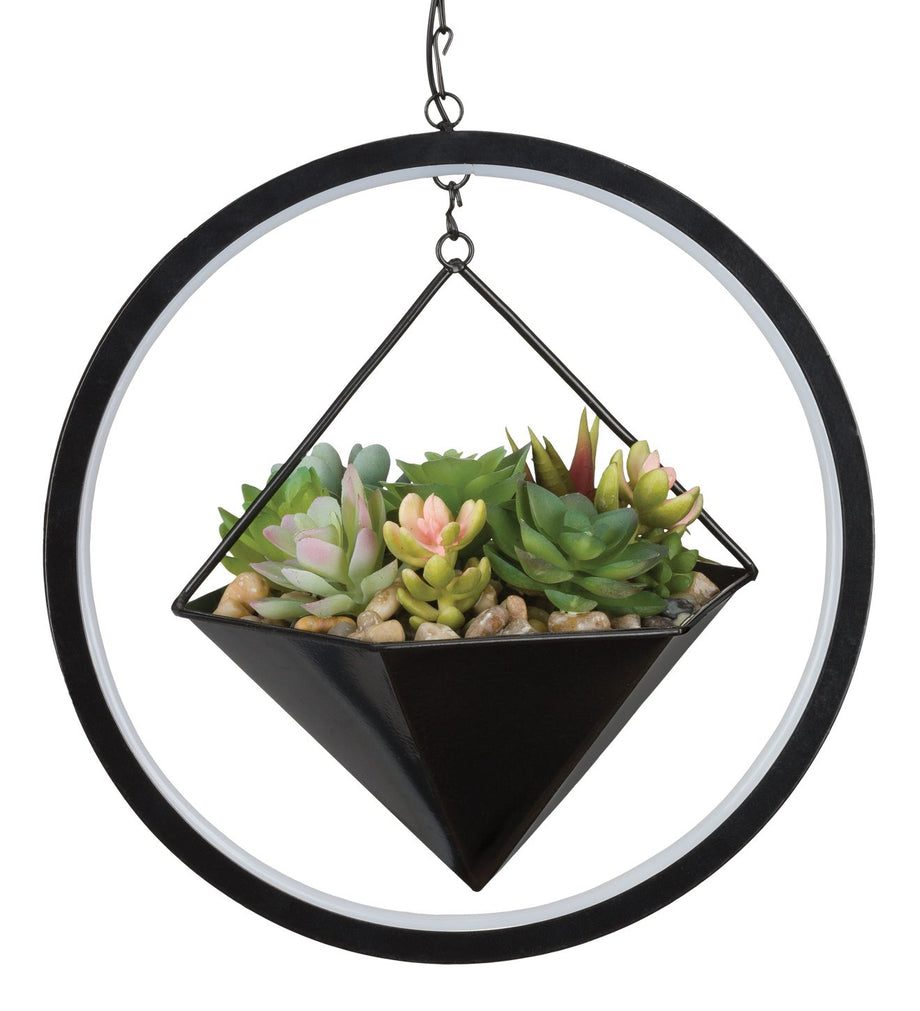 succulent lantern Regal Art and Gift Hexagon Lumen Succulent Solar Lantern – Magic Valley  Gardens