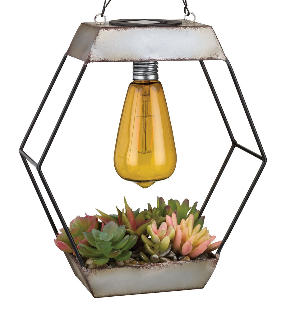 succulents in lanterns Regal Art and Gift Edison Diamond Succulent Solar Lantern – Magic Valley  Gardens