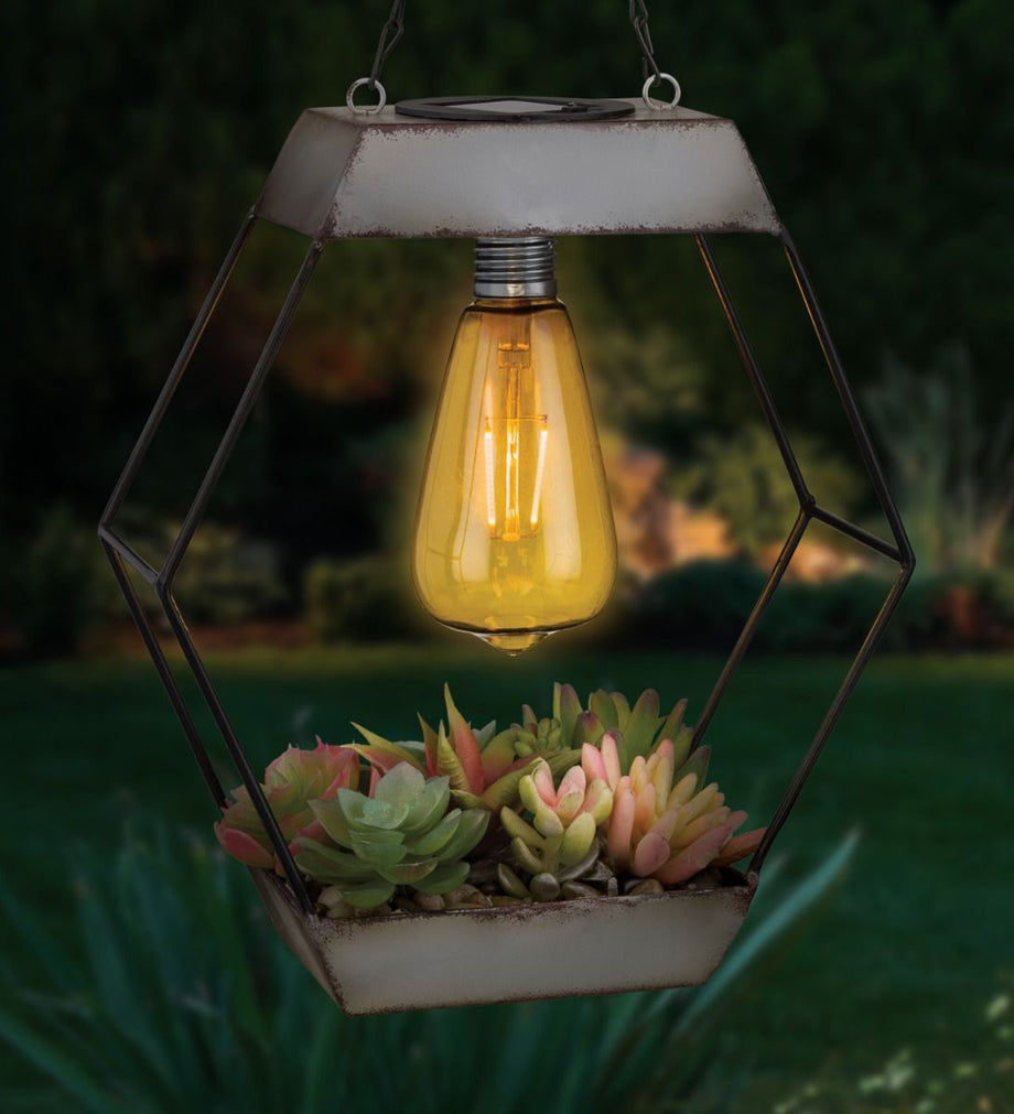 succulent lantern Regal Art and Gift Edison Diamond Succulent Solar Lantern – Magic Valley Gardens