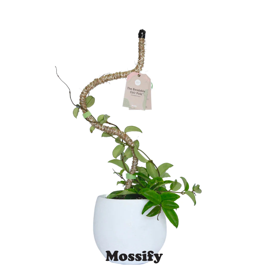 pole to hang plants from Mossify 16" Bendable Coir Pole, Tape Included – Magic Valley Gardens