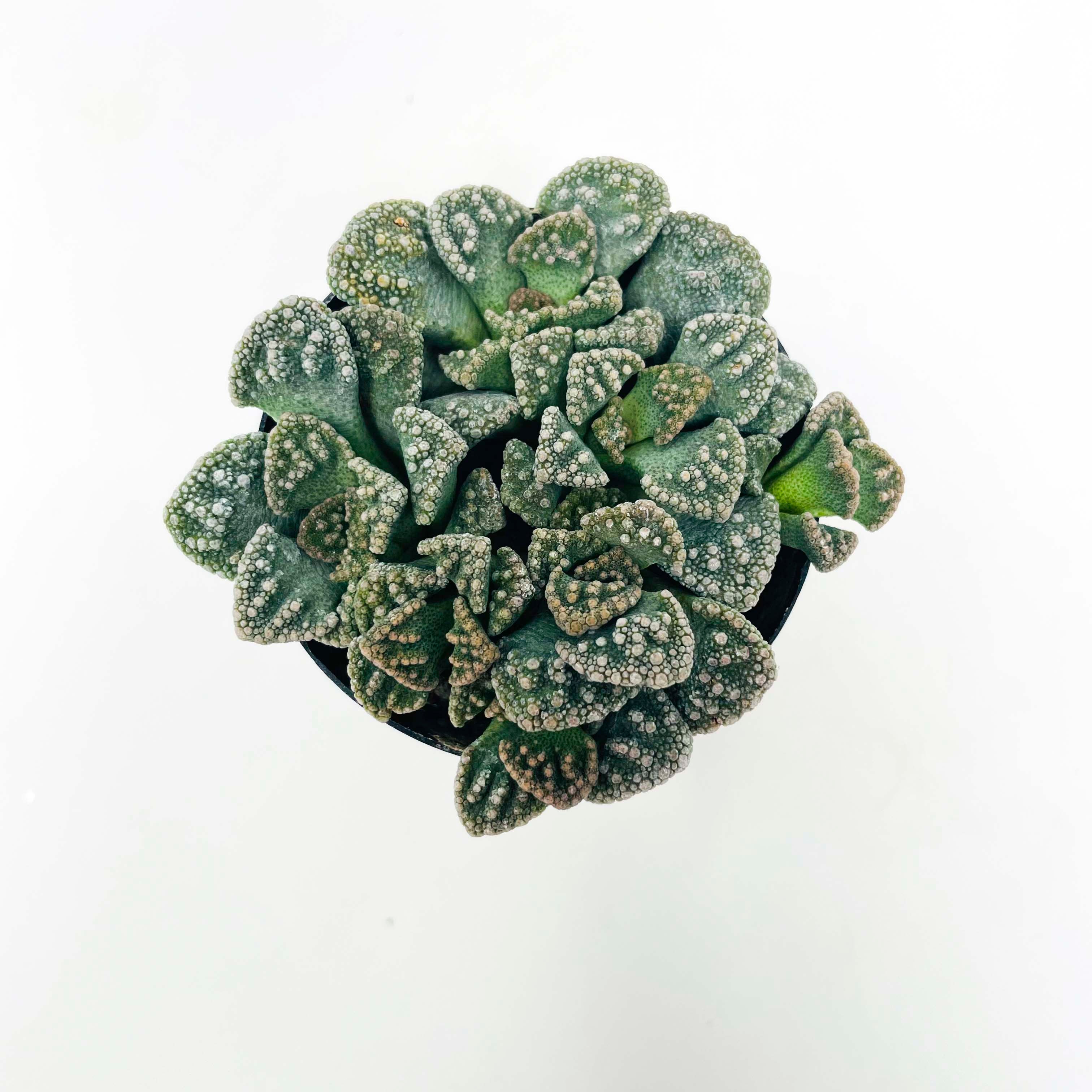 Live Titanopsis Calcarea 'Concrete Leaf' Succulent - 2.5 Inch Pot - View #3