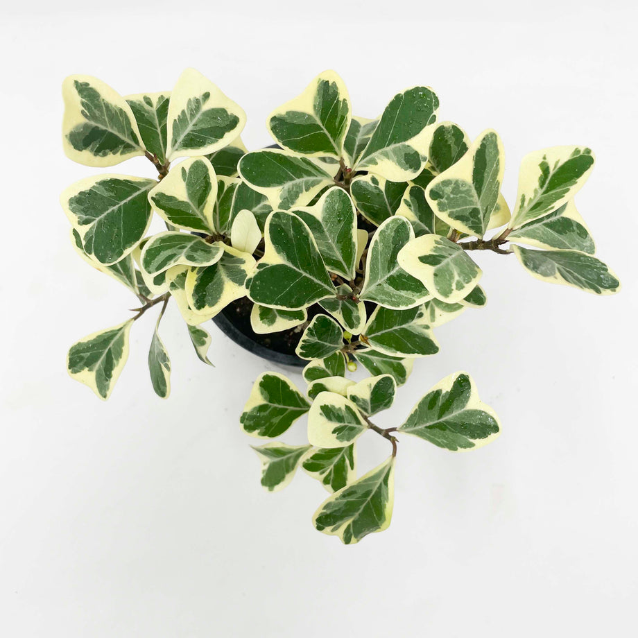 Ficus 'Variegated Triangle Fig' – Magic Valley Gardens