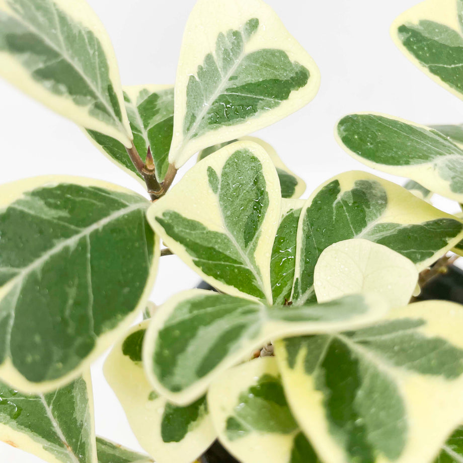 house plants with triangular leaves Ficus 'Variegated Triangle Fig' – Magic Valley Gardens