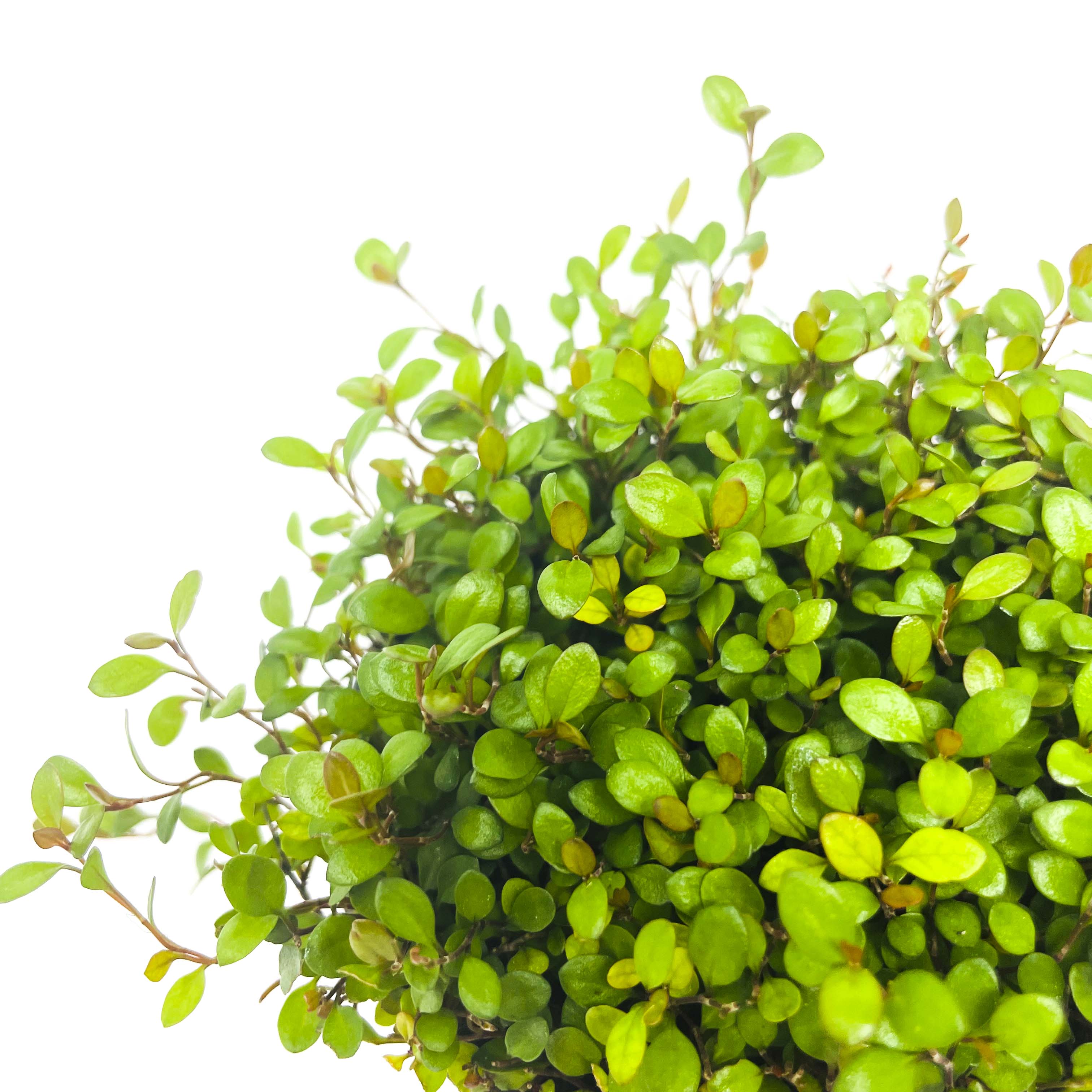indoor plant tiny leaves wirey Little Leaf Wire Vine