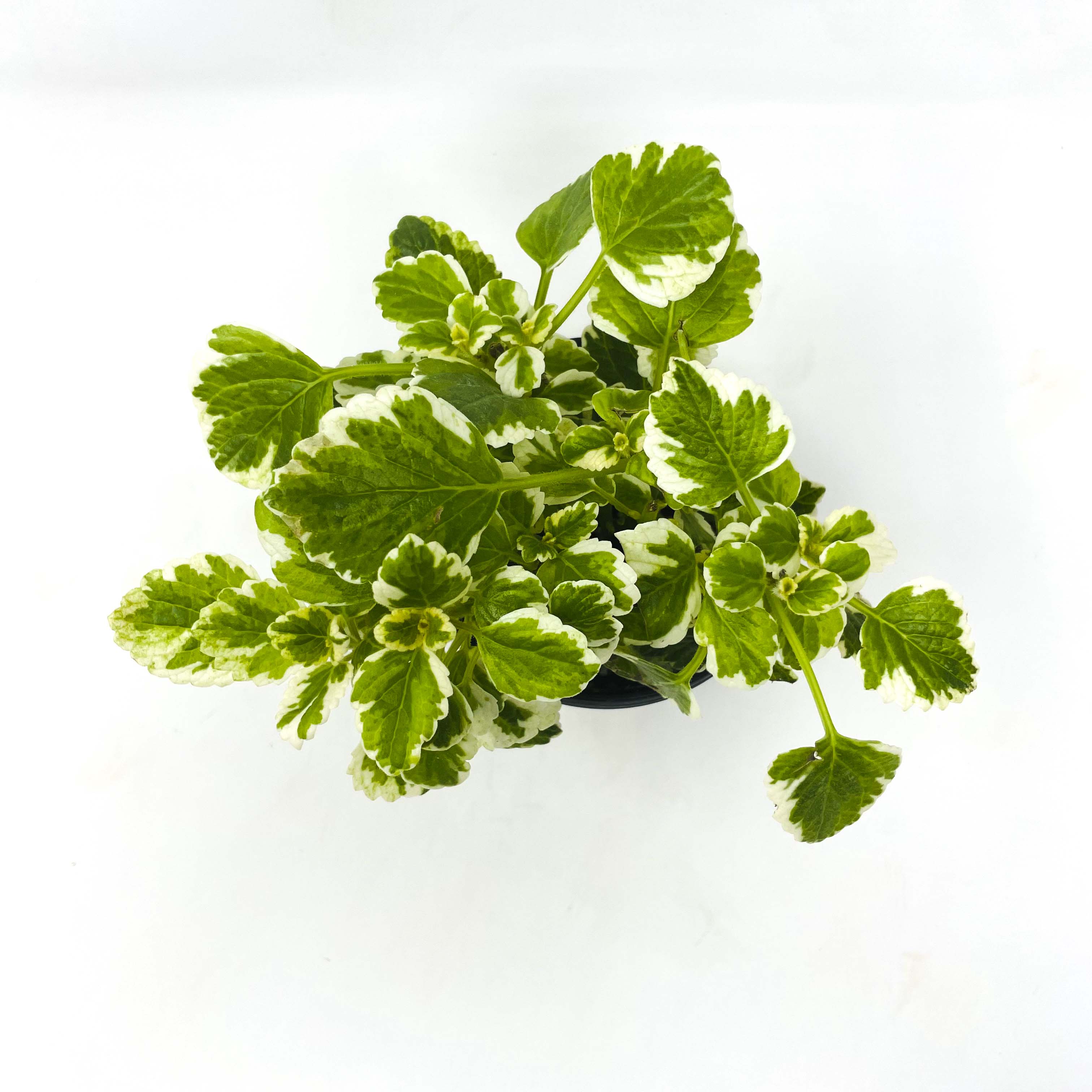 Leefhopper Plants Variegated Swedish Ivy - Plectranthus Australis ‘Variegata’ Live Plant