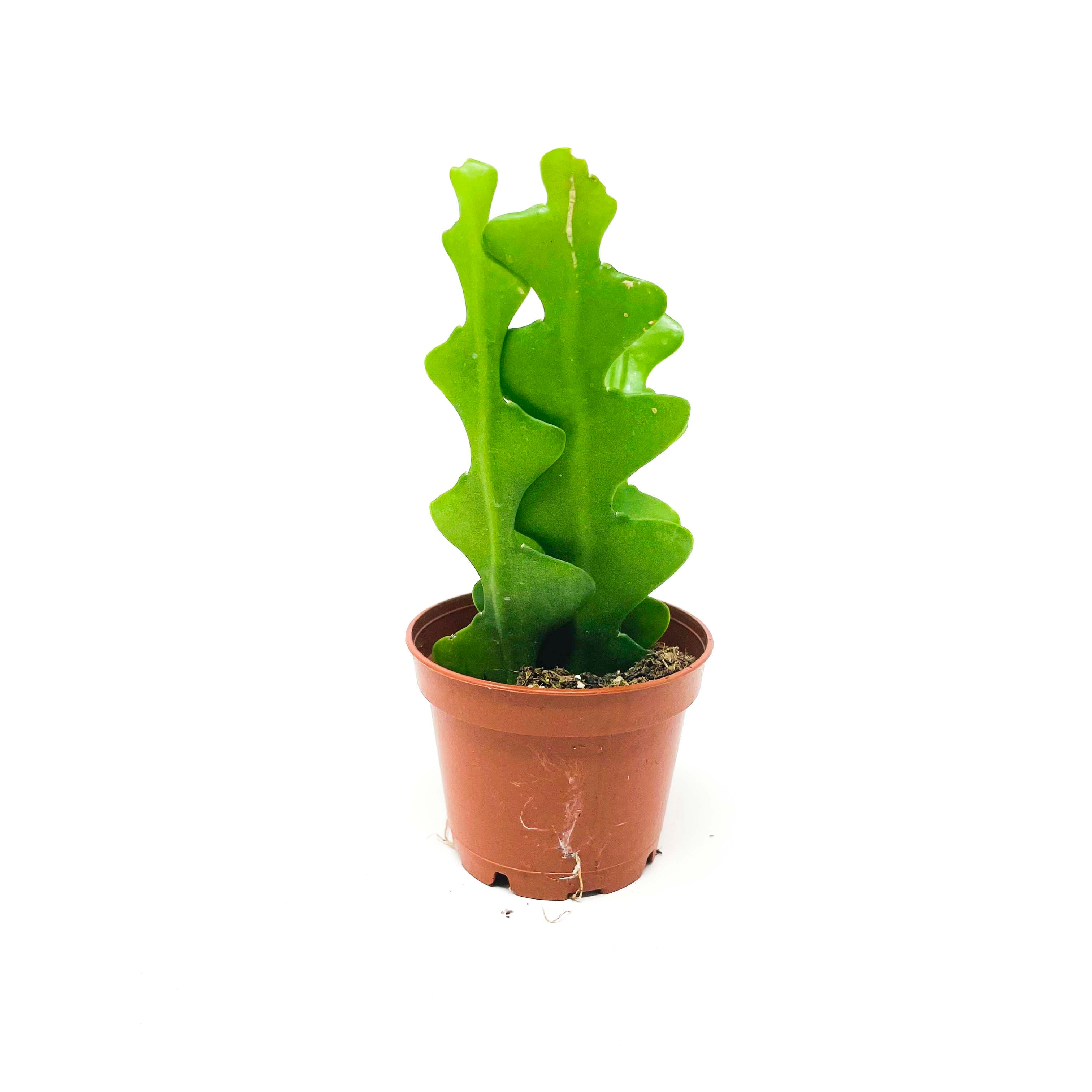 Fishbone Cactus (4 Minimalist Pot) Ric Rac Cactus Unique, 52% OFF