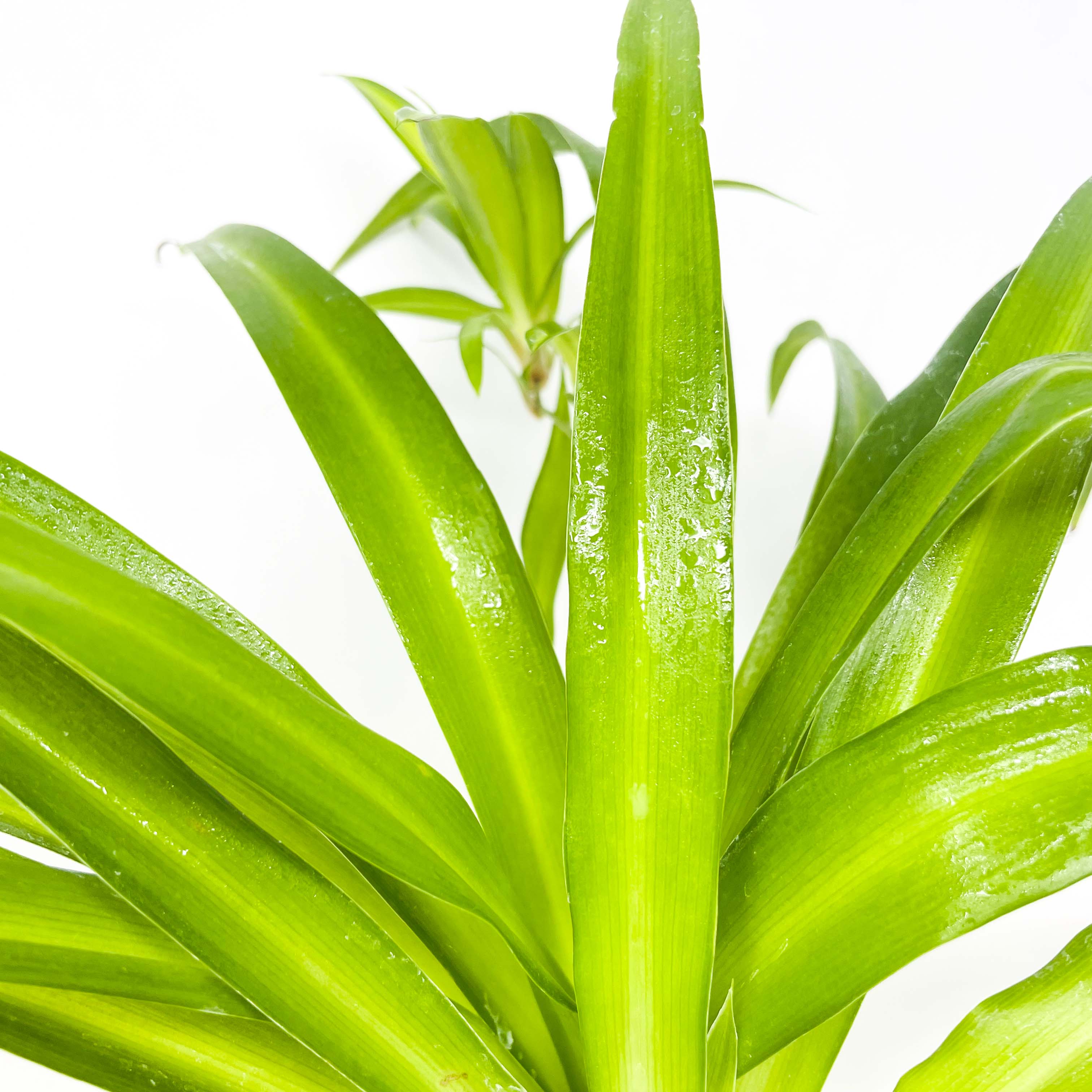 Hawaiian Spider Plant