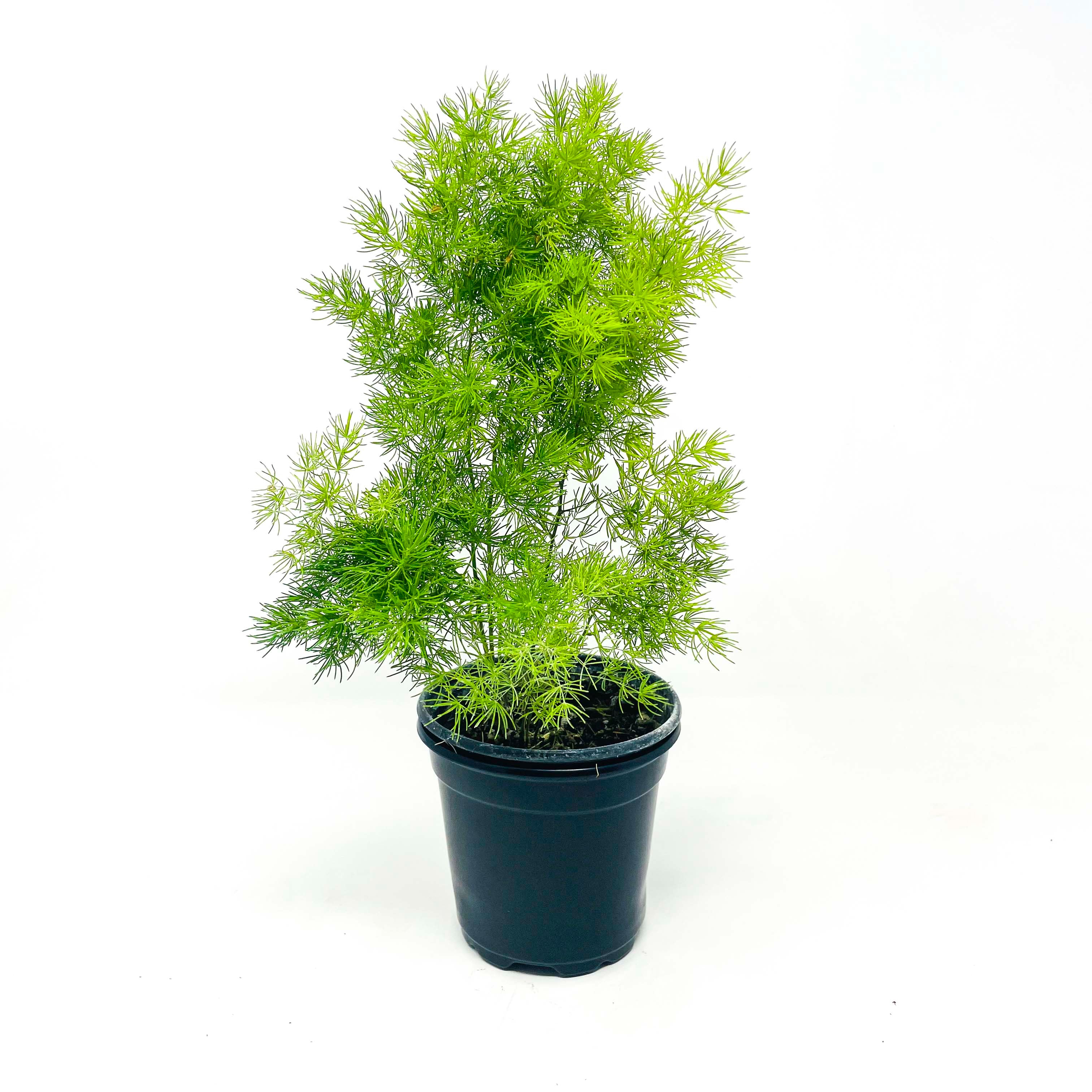 1 ASPARAGUS FERN EVERGREEN INDOOR HOUSE PLANT IN POT AIR FRESHENER OXYGEN  MAKER