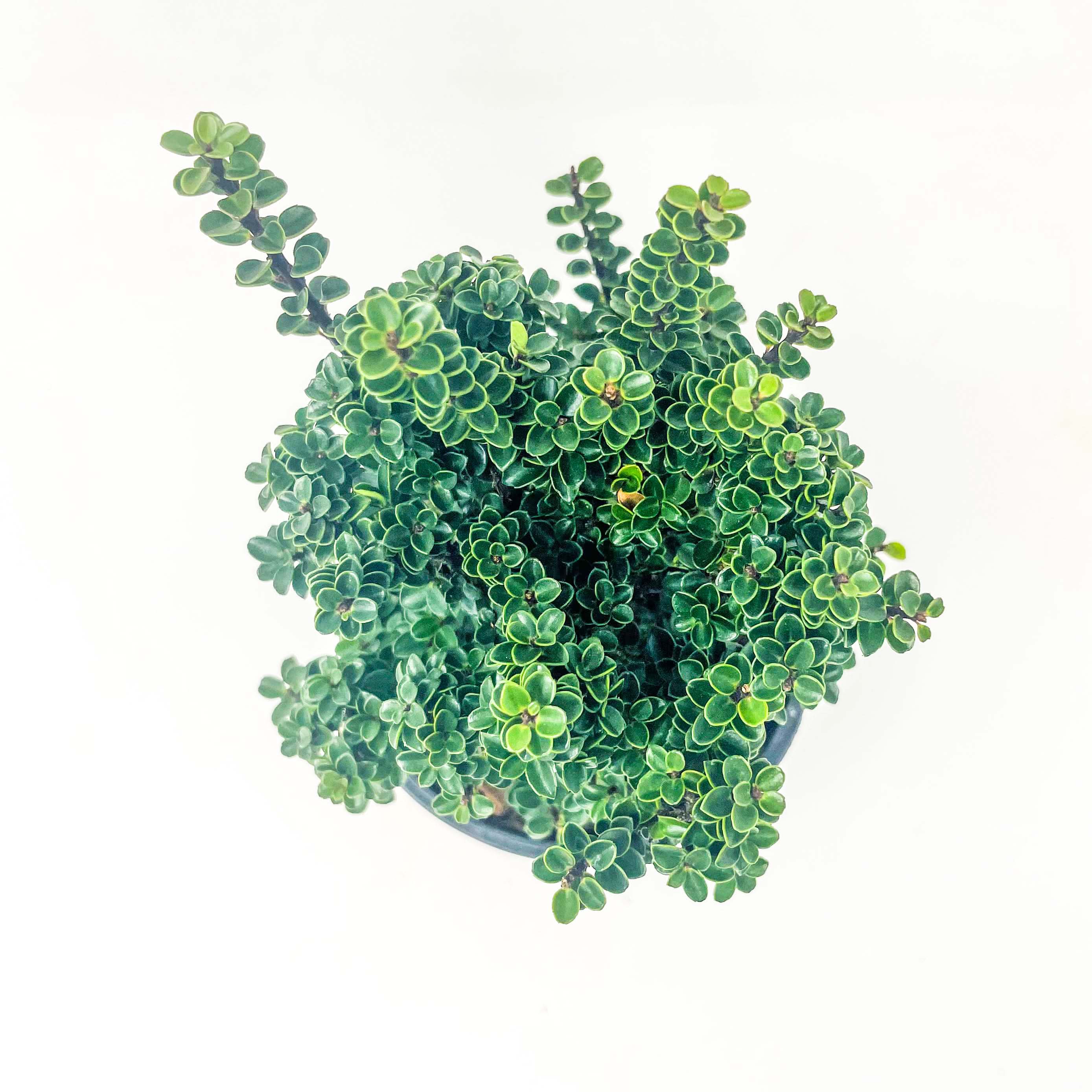 Jersey Jewel Japanese Holly, Bonsai Starter Plant Magic Valley Gardens