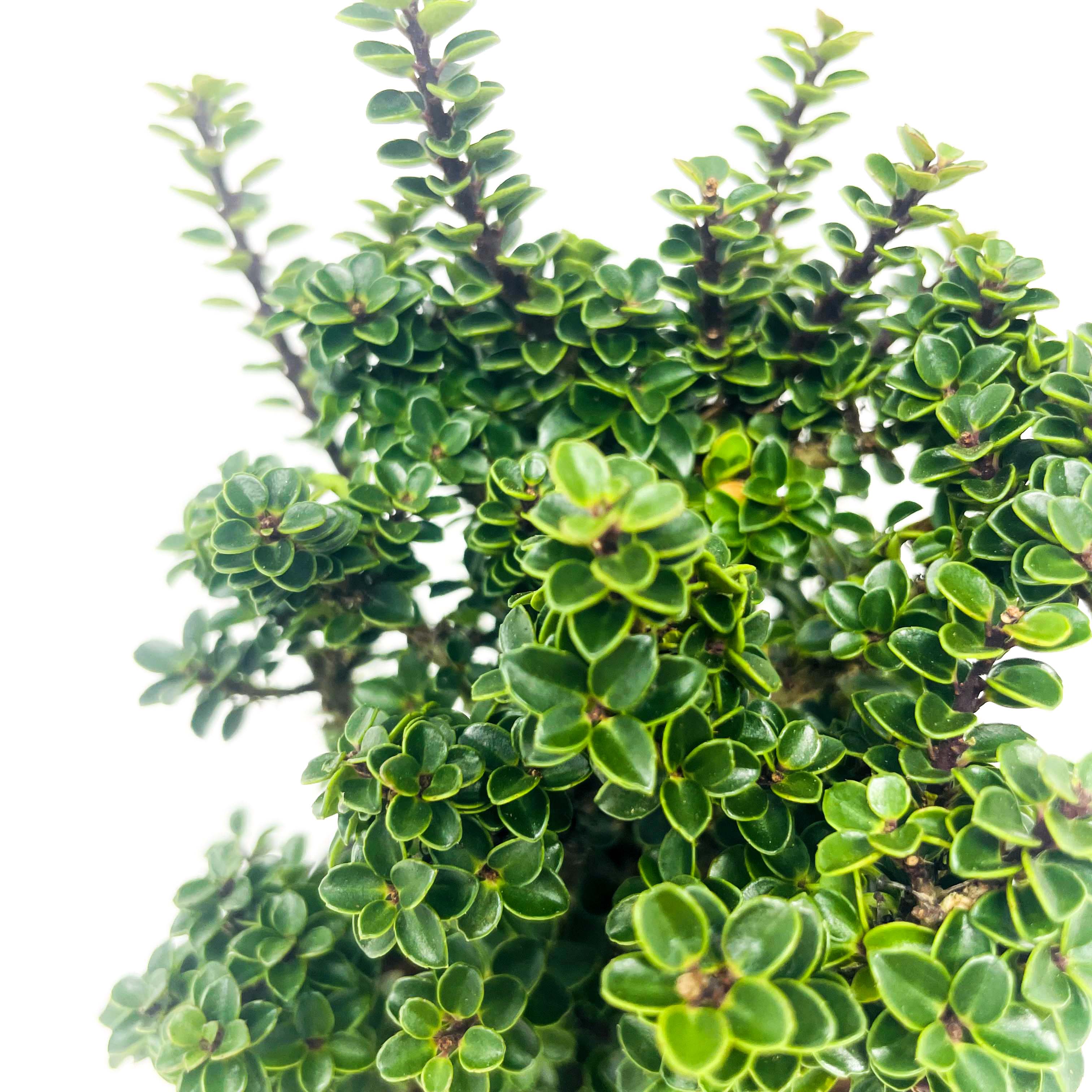 Jersey Jewel Japanese Holly, Bonsai Starter Plant Magic Valley Gardens