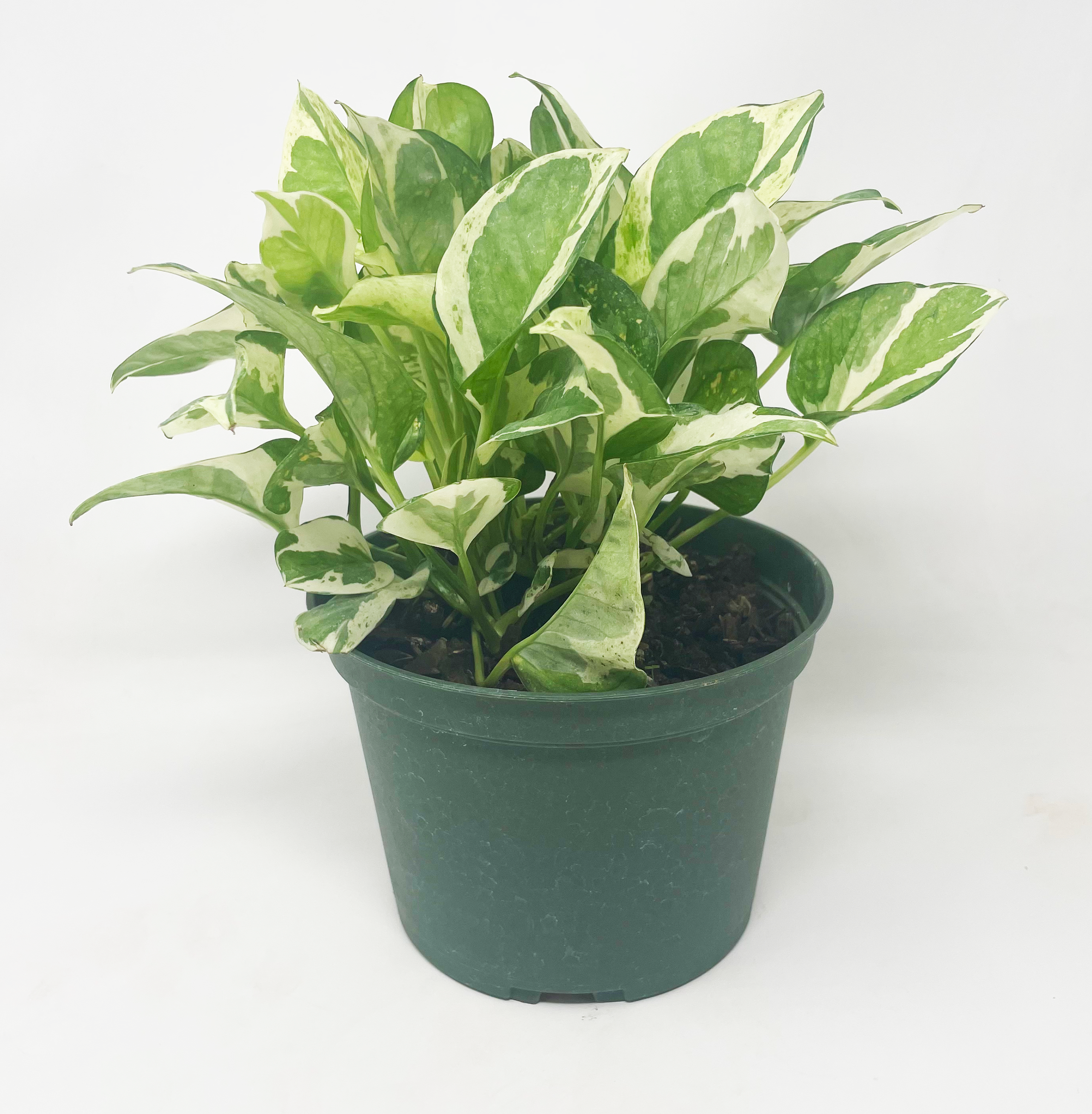 pearls and jade pothos plant care Pothos 'Pearls and Jade' – Magic Valley Gardens