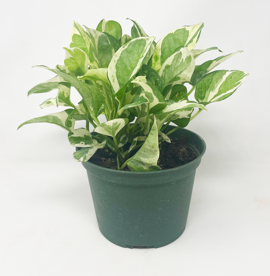 Pothos 'Pearls and Jade' – Magic Valley Gardens