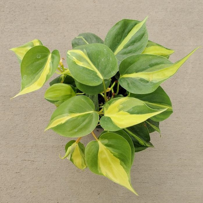 philodendron hederaceum brazil Philodendron hederaceum 'Brasil'