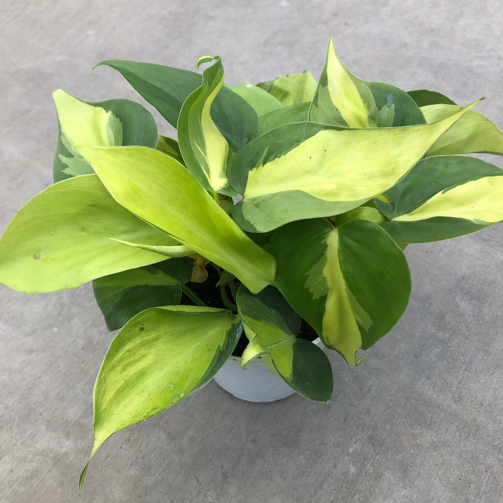 philodendron hederaceum gold Philodendron hederaceum 'Brasil'