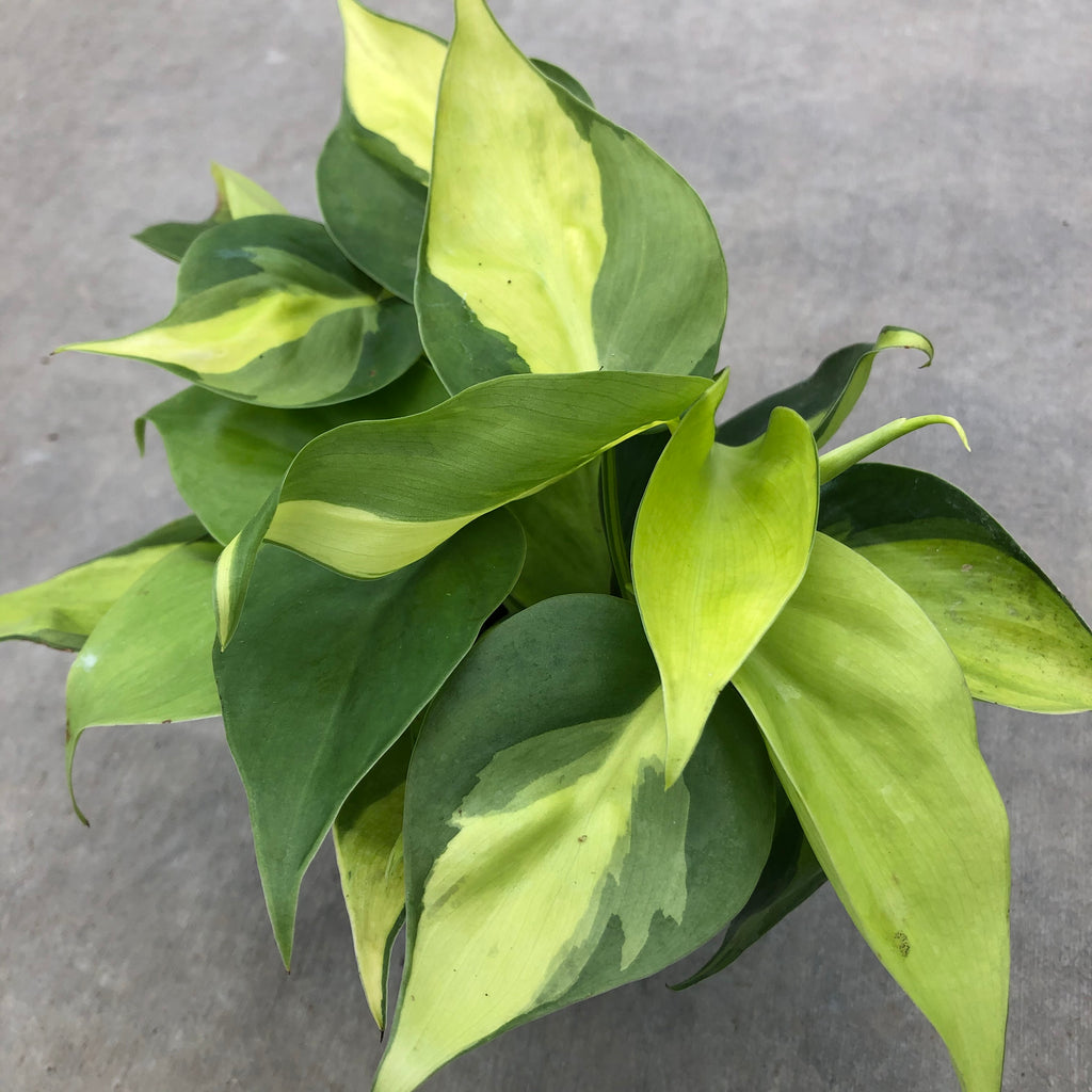 brasil philodendron for sale Philodendron hederaceum 'Brasil' – Magic Valley Gardens