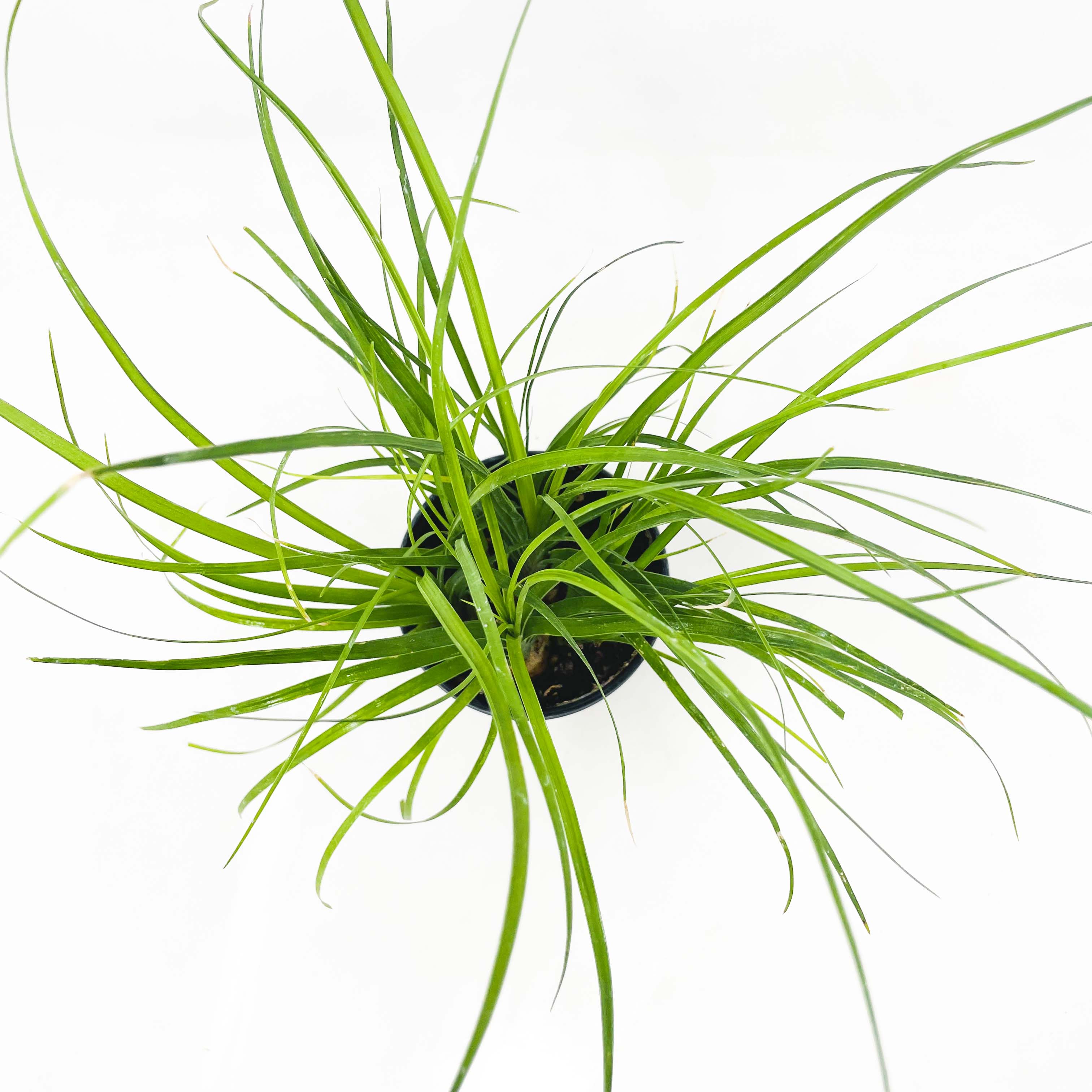 artificial ponytail palm Beaucarnea recurvata
