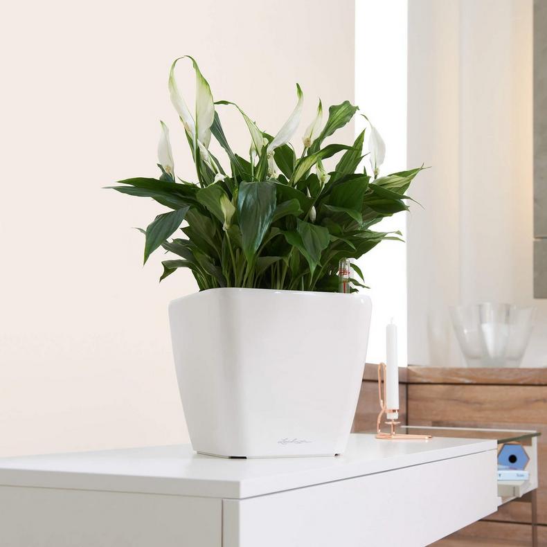 Lechuza Planters, Shop Online