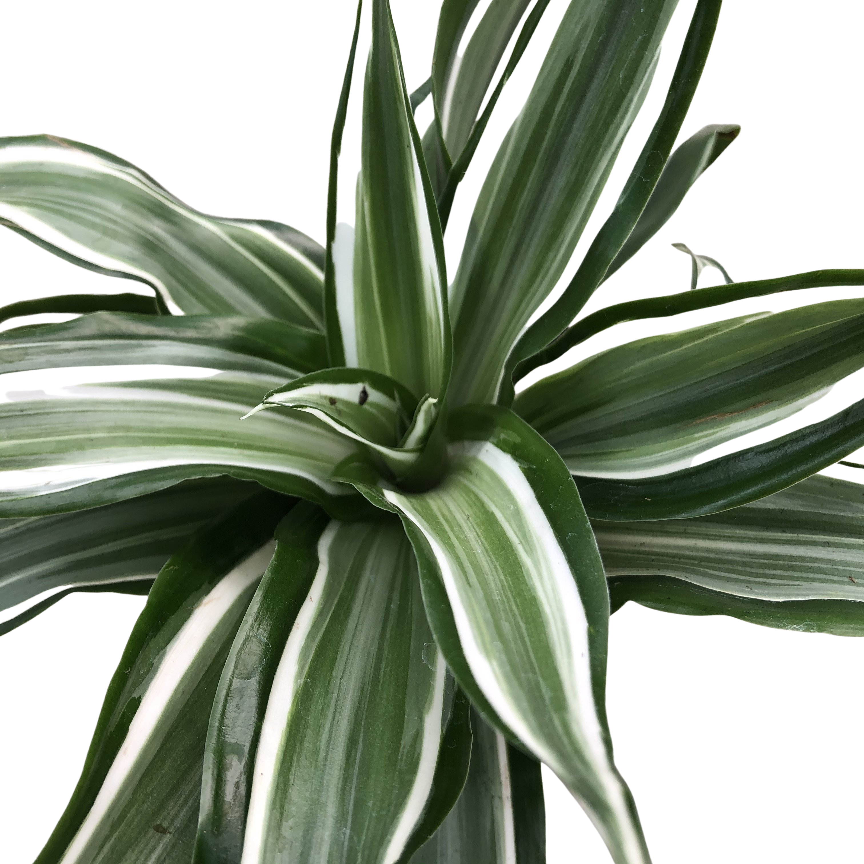 dracaena kopen Kanzi Dracaena (Dragon Tree) – Magic Valley Gardens