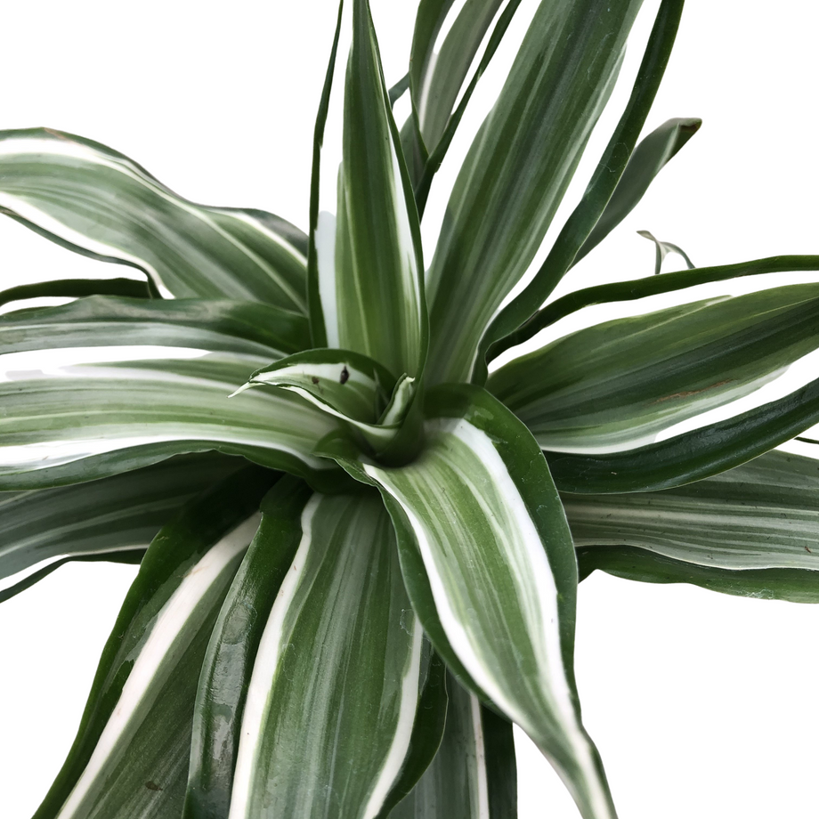 dracaena transvaalensis Kanzi Dracaena (Dragon Tree) – Magic Valley Gardens