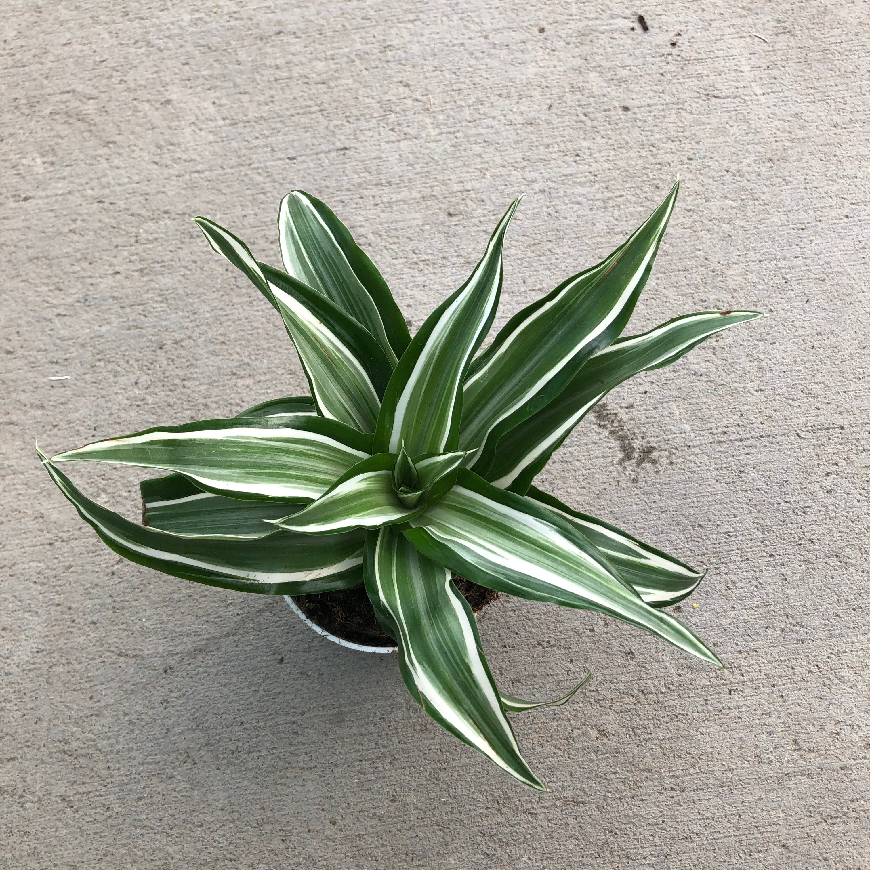 dracaena kanzi care Kanzi Dracaena (Dragon Tree) – Magic Valley Gardens