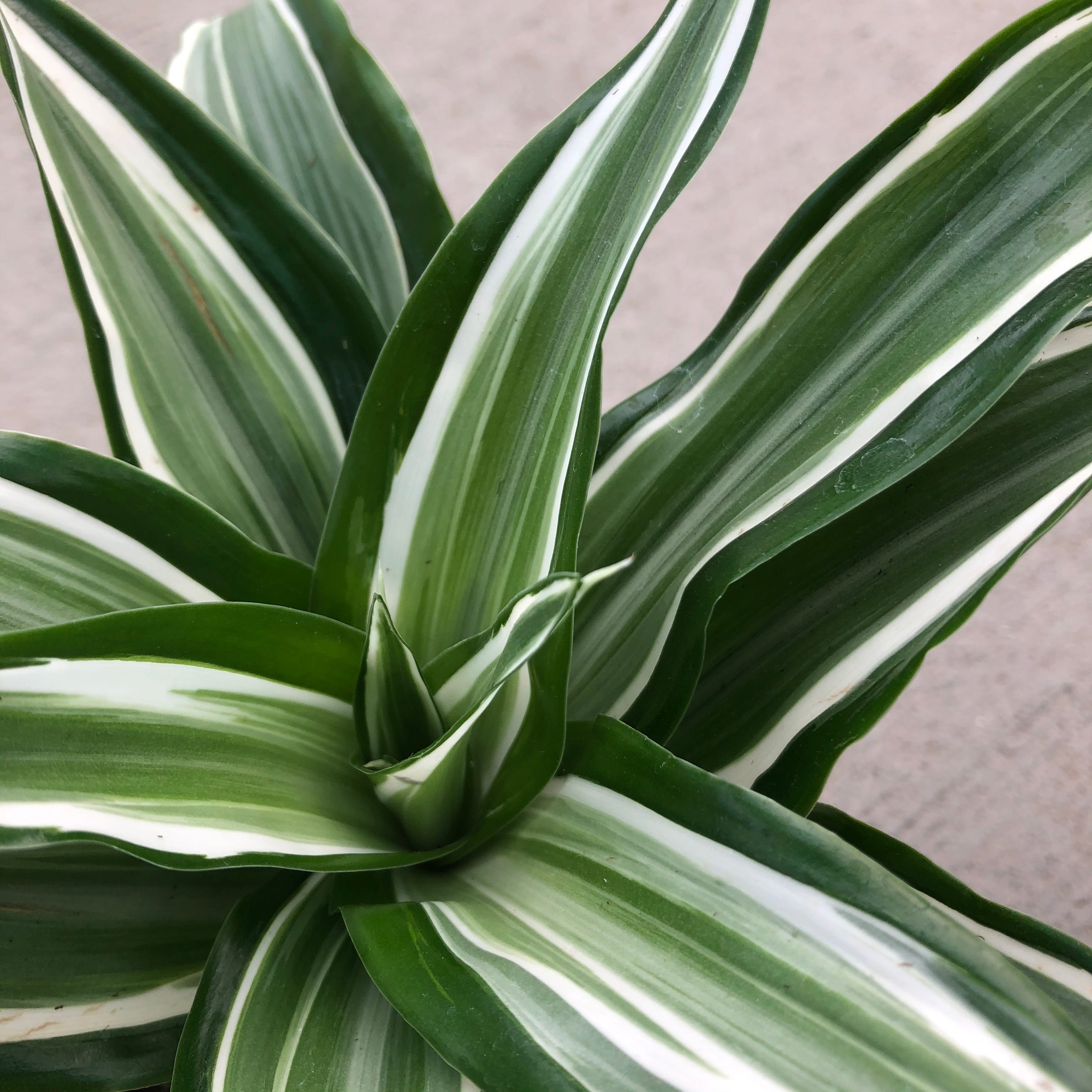 dracaena loureiroi Kanzi Dracaena (Dragon Tree) – Magic Valley Gardens