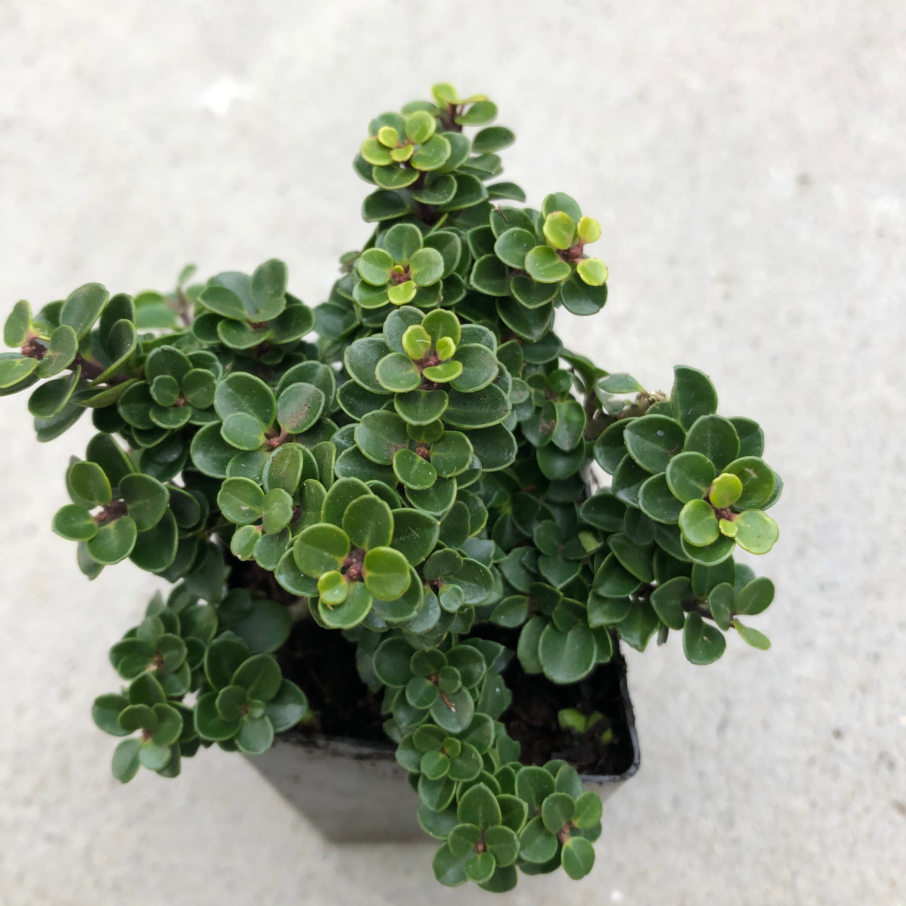 Jersey Jewel Japanese Holly, Bonsai Starter Plant Magic Valley Gardens