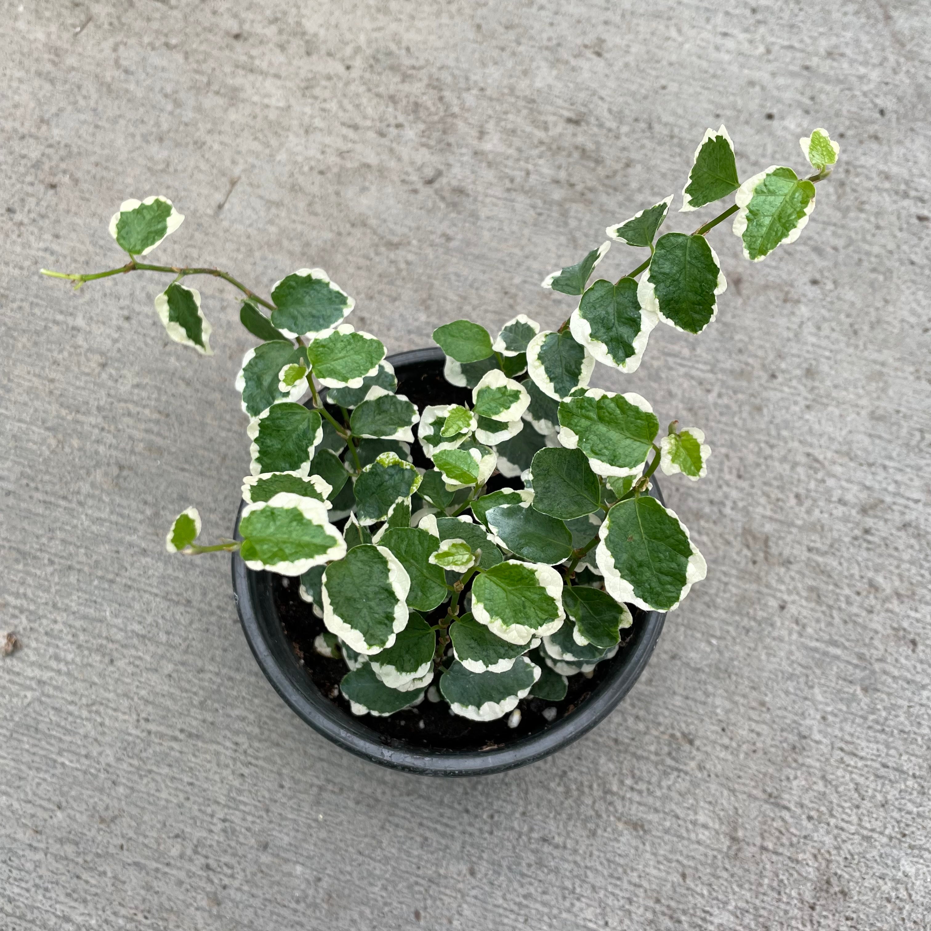 Ficus Pumila Variegata ficus-pumila-variegata