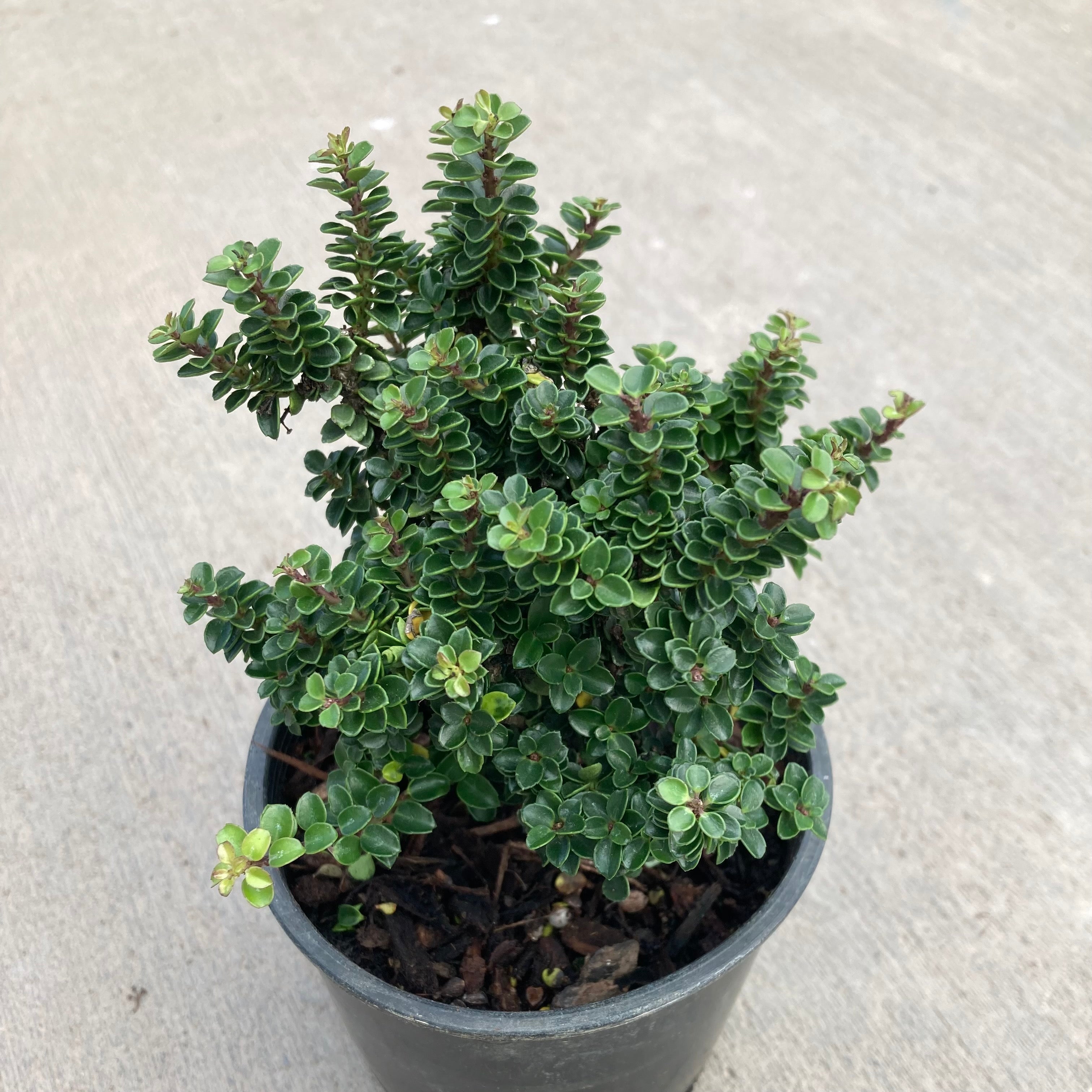 Jersey Jewel Japanese Holly, Bonsai Starter Plant Magic Valley Gardens