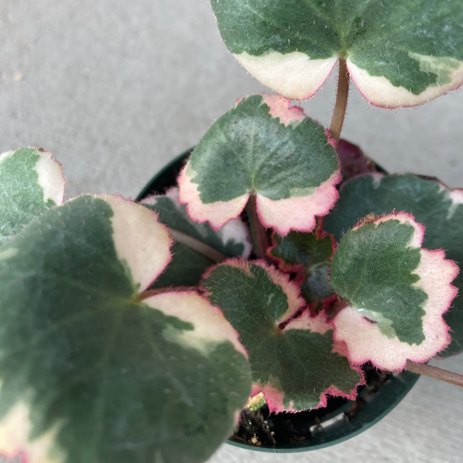 Saxifraga stolonifera variegata - Tricolor Strawberry Begonia