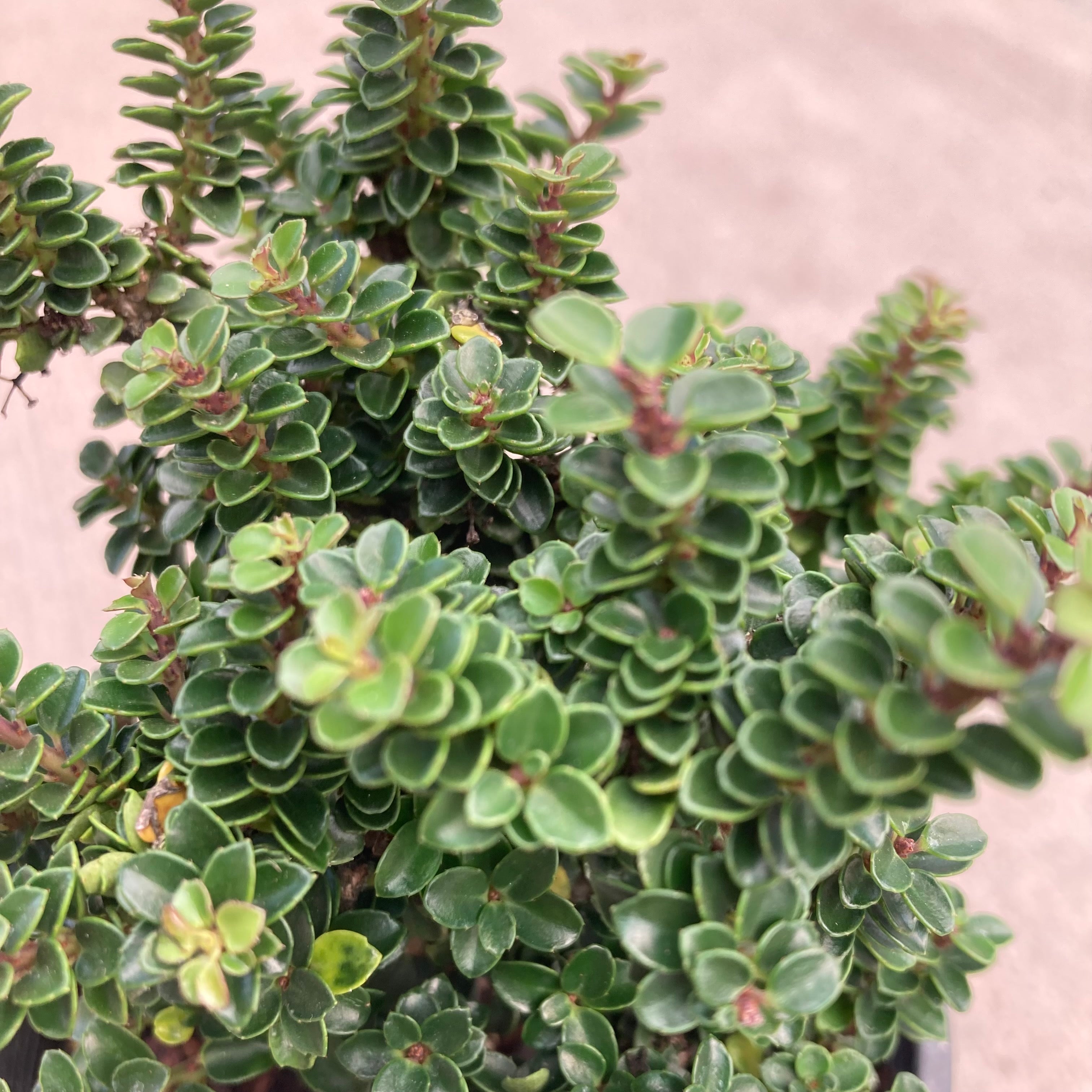 Jersey Jewel Japanese Holly, Bonsai Starter Plant Magic Valley Gardens