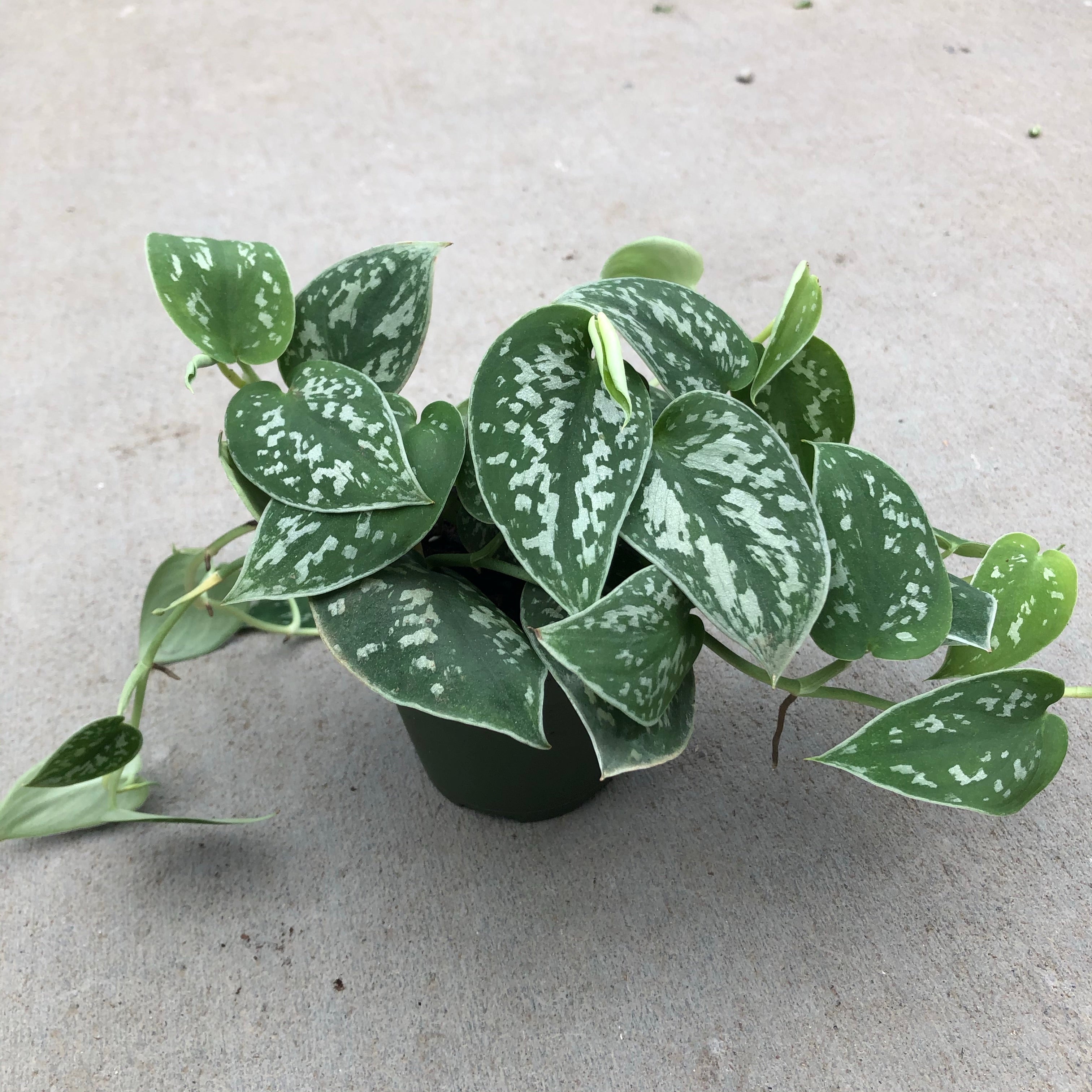 silver sheen pothos Pothos 'Satin'