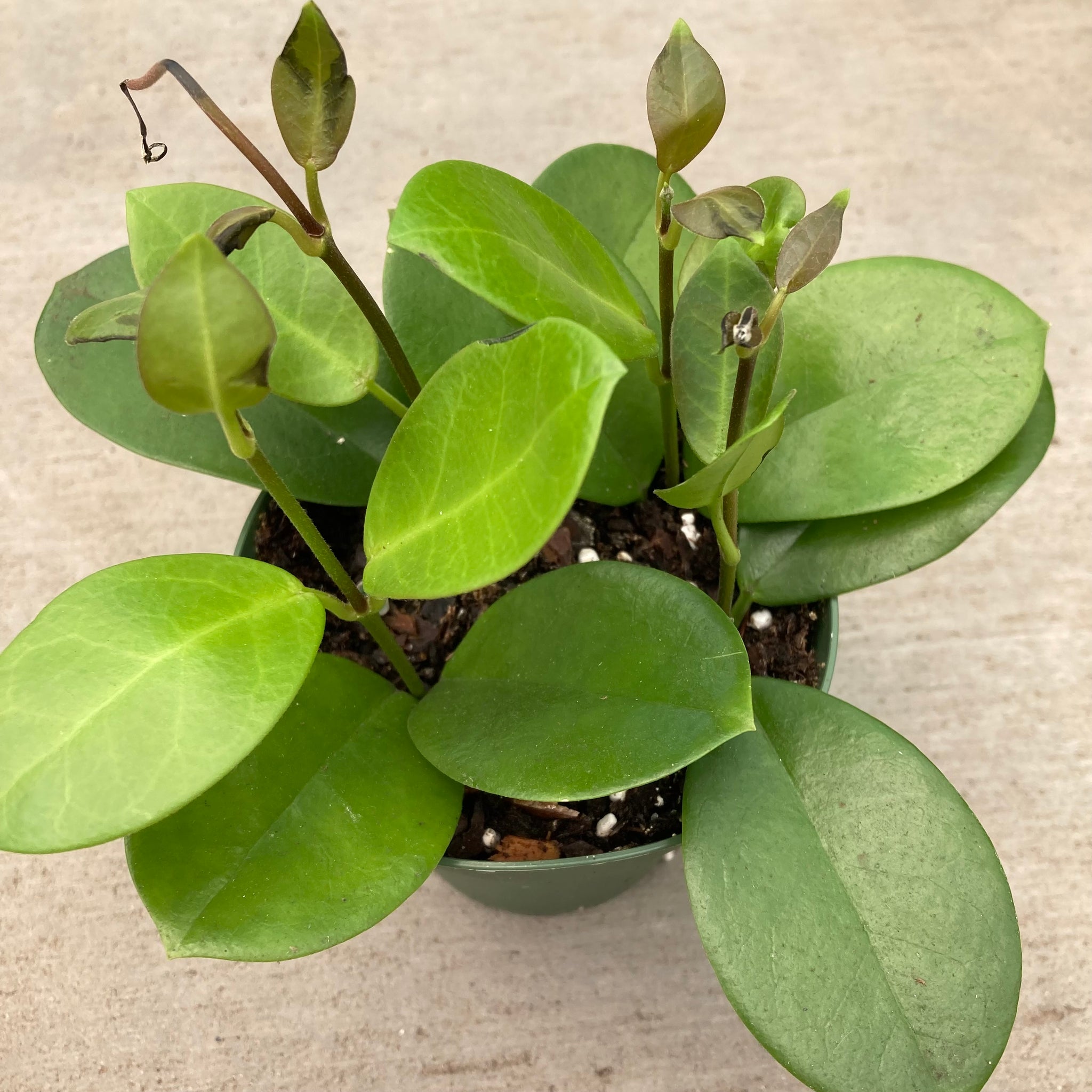 MagicValleyGarden Hoya australis - Thumbnail 4