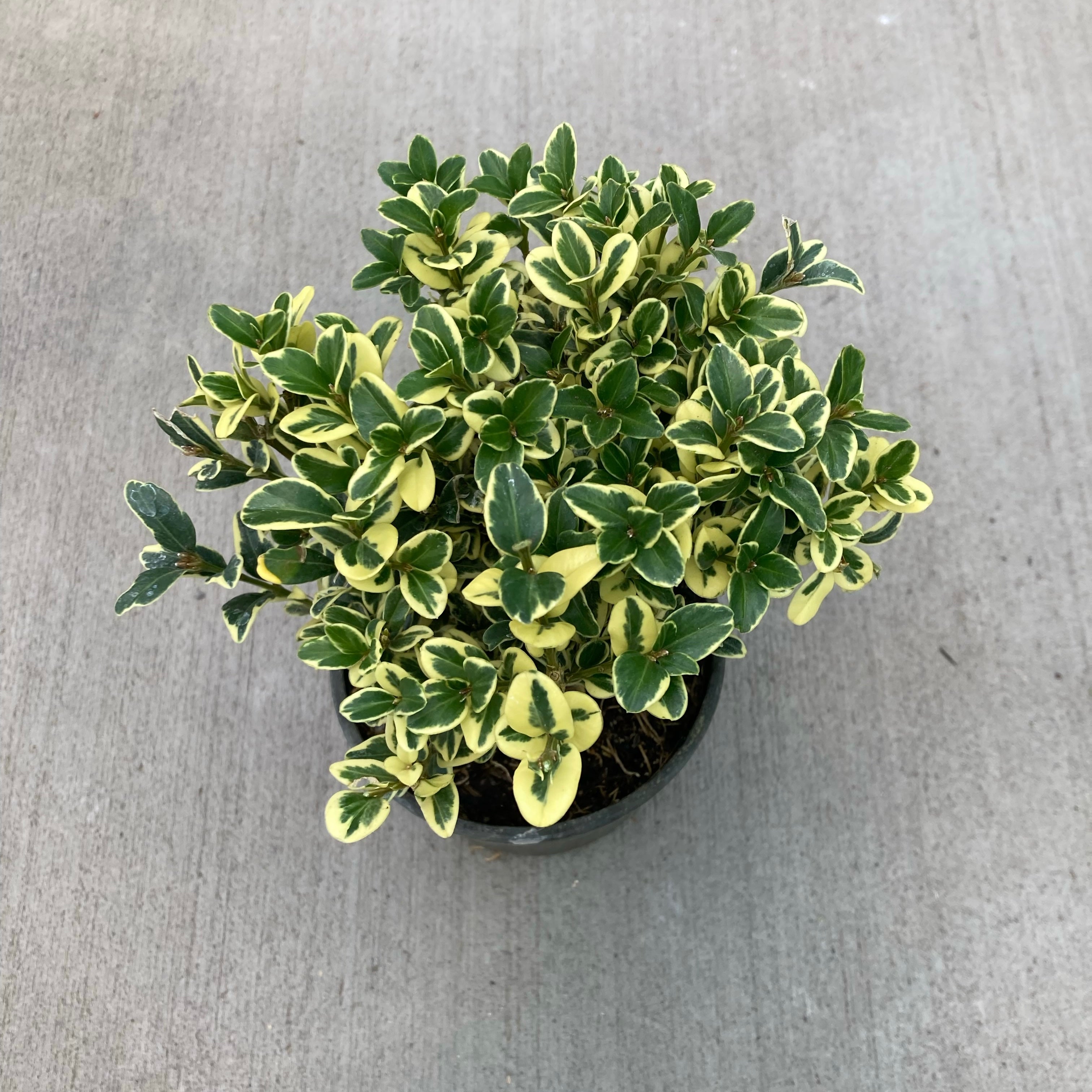 Variegated English Boxwood Magic Valley Gardens