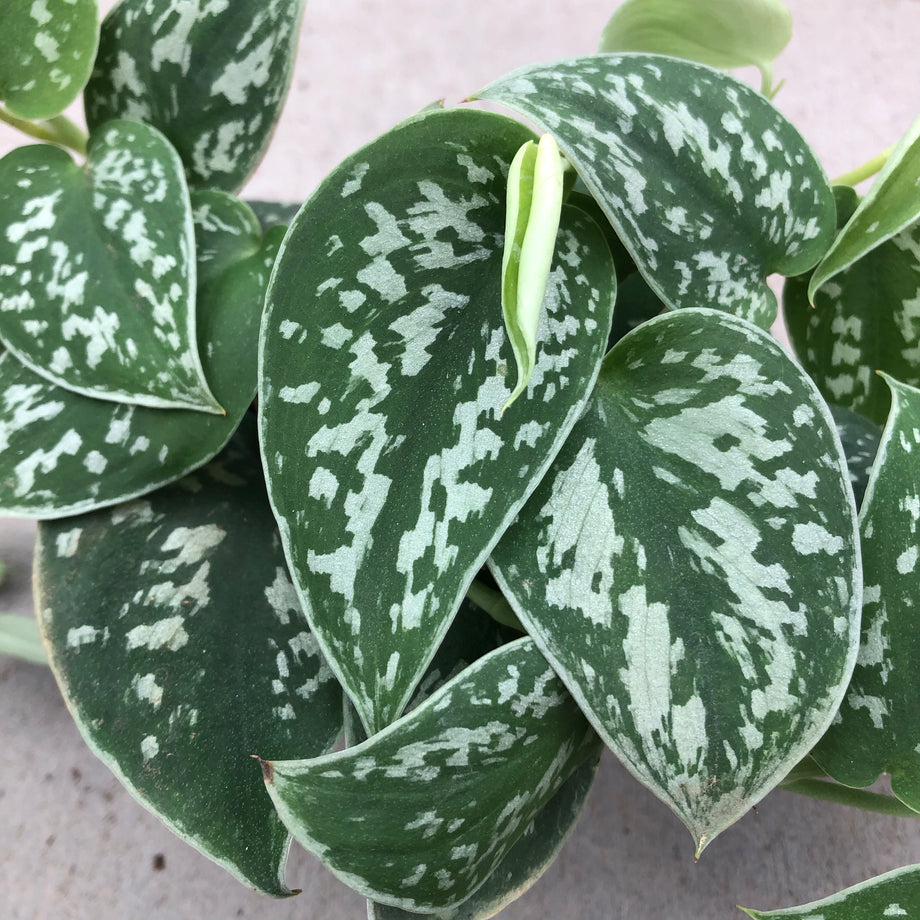 satin pothos buy online Pothos 'Satin' – Magic Valley Gardens