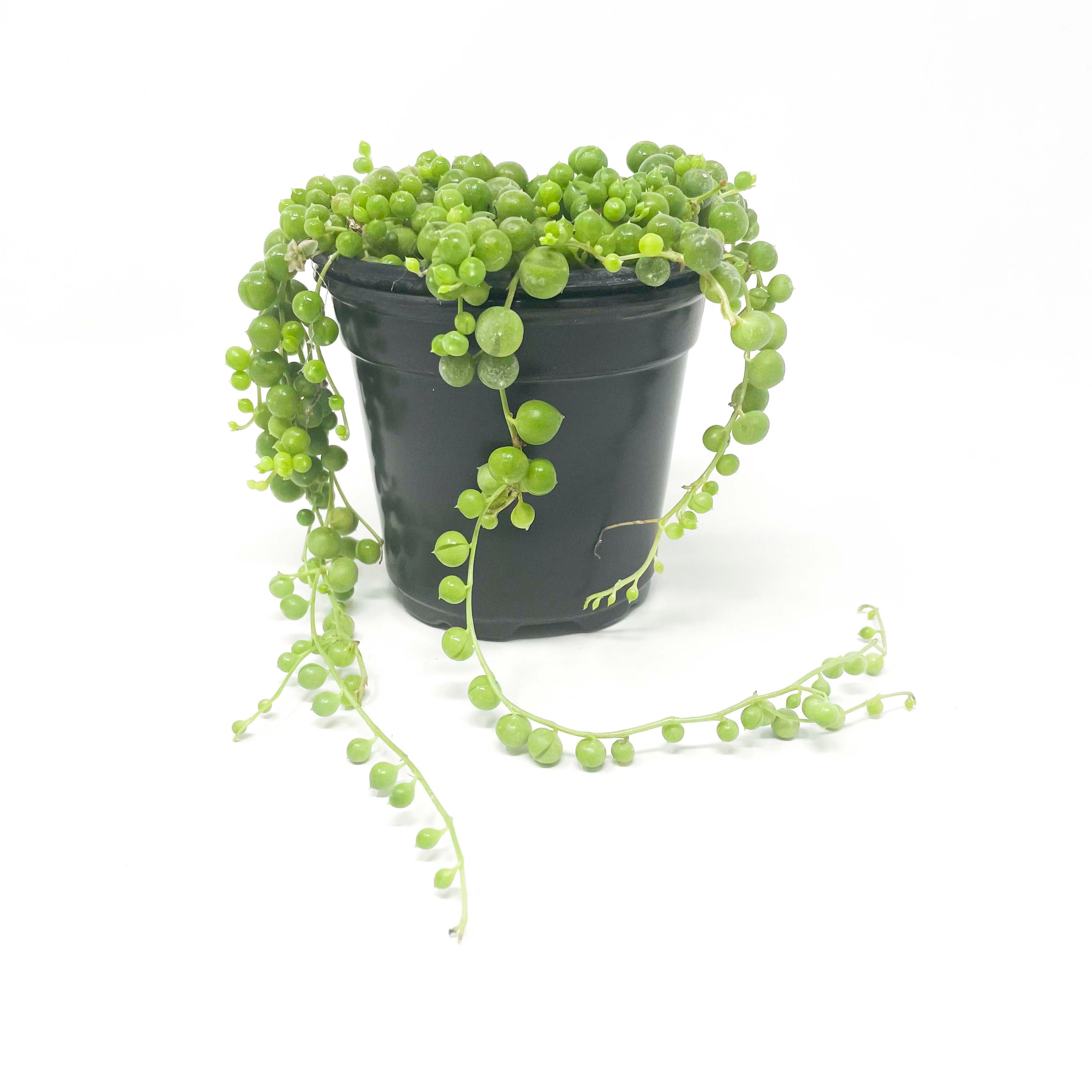 Senecio Rowleyanus String of Pearls - eSucculent