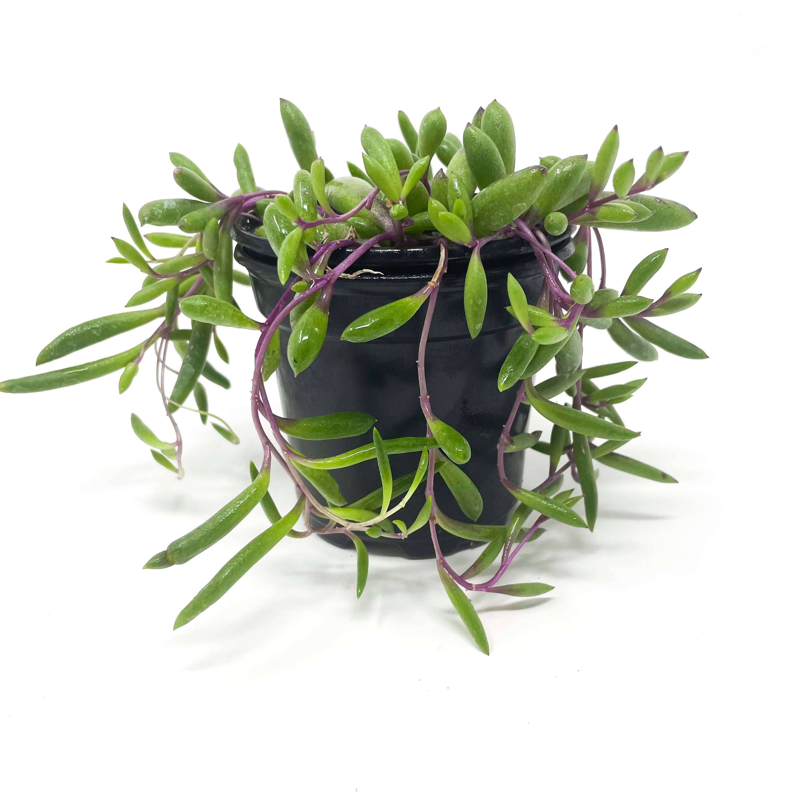 Cape Garden - String of rubies | Othonna Capensis (Senecio) Ruby Necklace @  from R98.95 (in hanging pot)  https://www.capegardenonline.co.za/collections/planted-hanging-baskets/products/string-of- rubies-hanging-basket-othonna-capensis-senecio-ruby ...